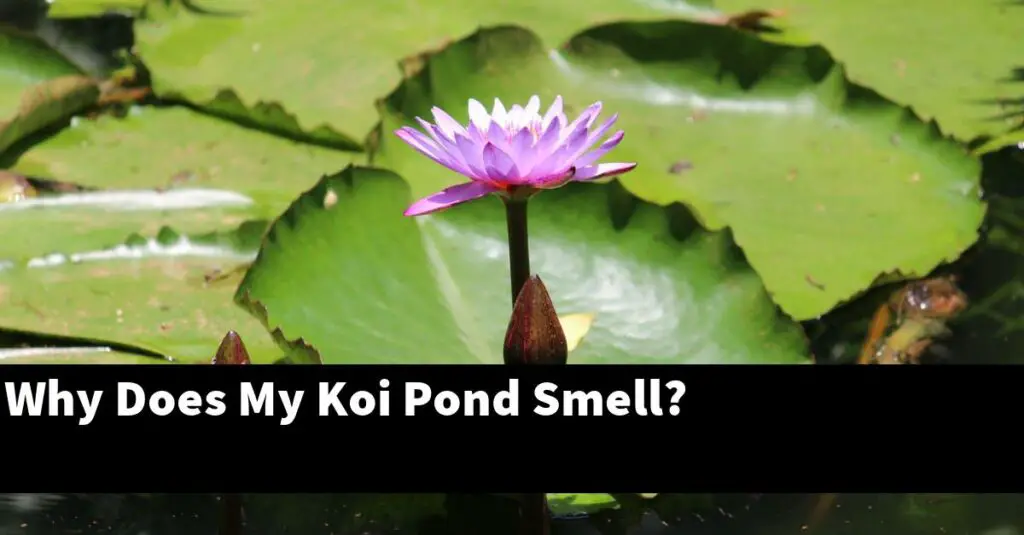 Why Does My Koi Pond Smell? [2024 Guide] Gold Koi Fish