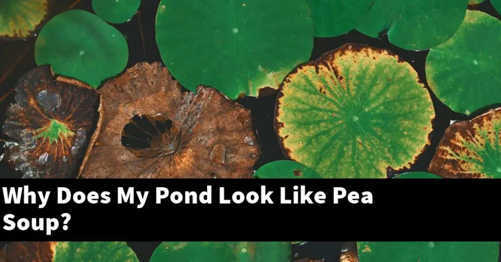 Why Does My Pond Look Like Pea Soup? [2024 Guide] Gold Koi Fish