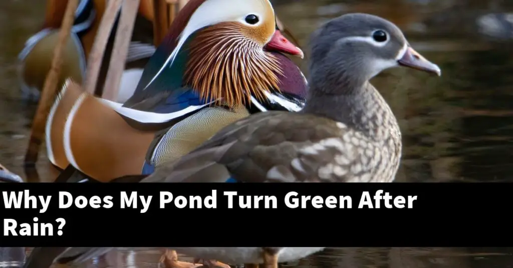 Why Does My Pond Turn Green After Rain? [2024 Guide] Gold Koi Fish