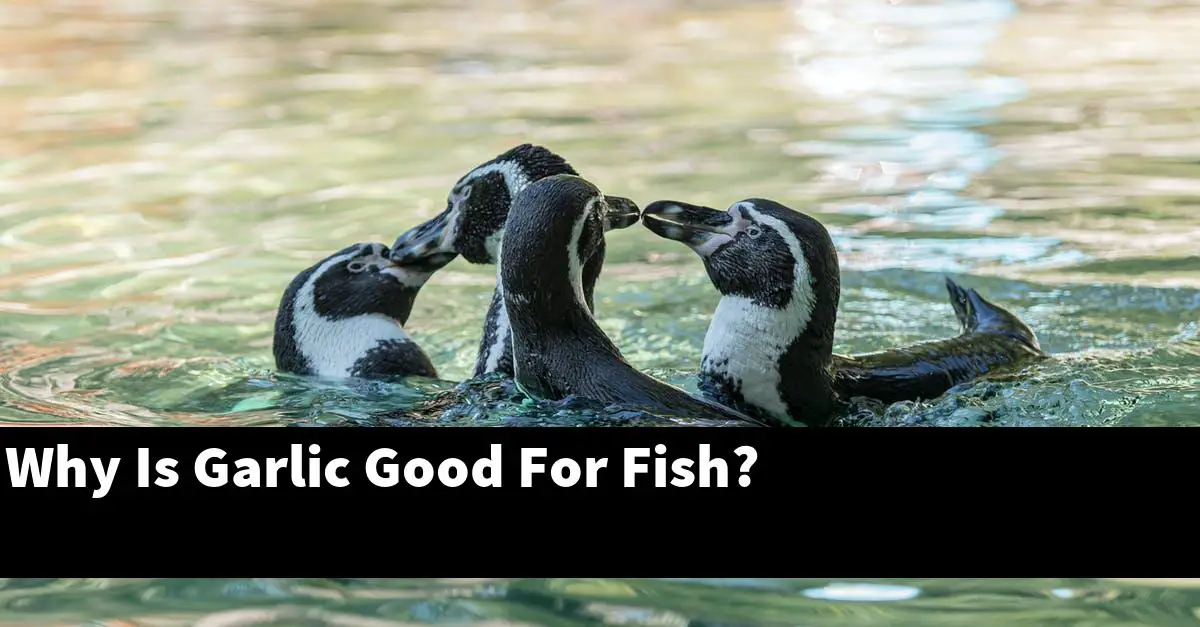 Why Is Garlic Good For Fish?