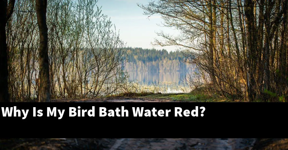 Why Is My Bird Bath Water Red?