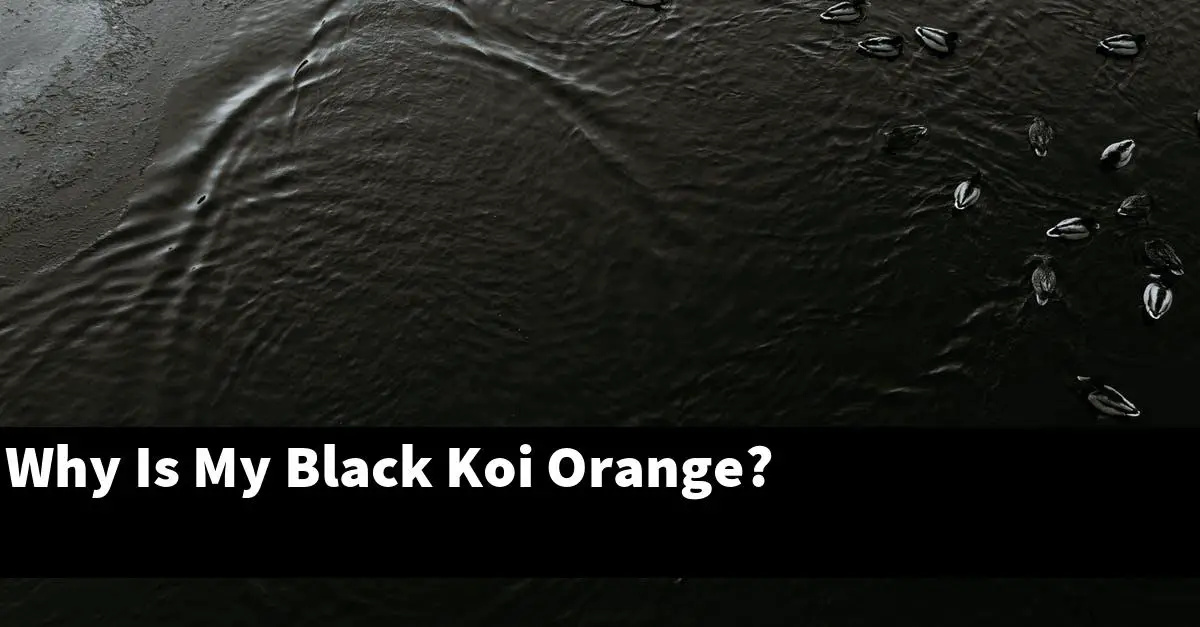 Why Is My Black Koi Orange?
