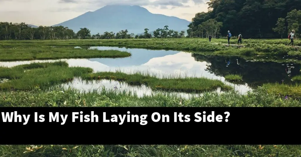 Why Is My Fish Laying On Its Side? [2024 Guide] Gold Koi Fish