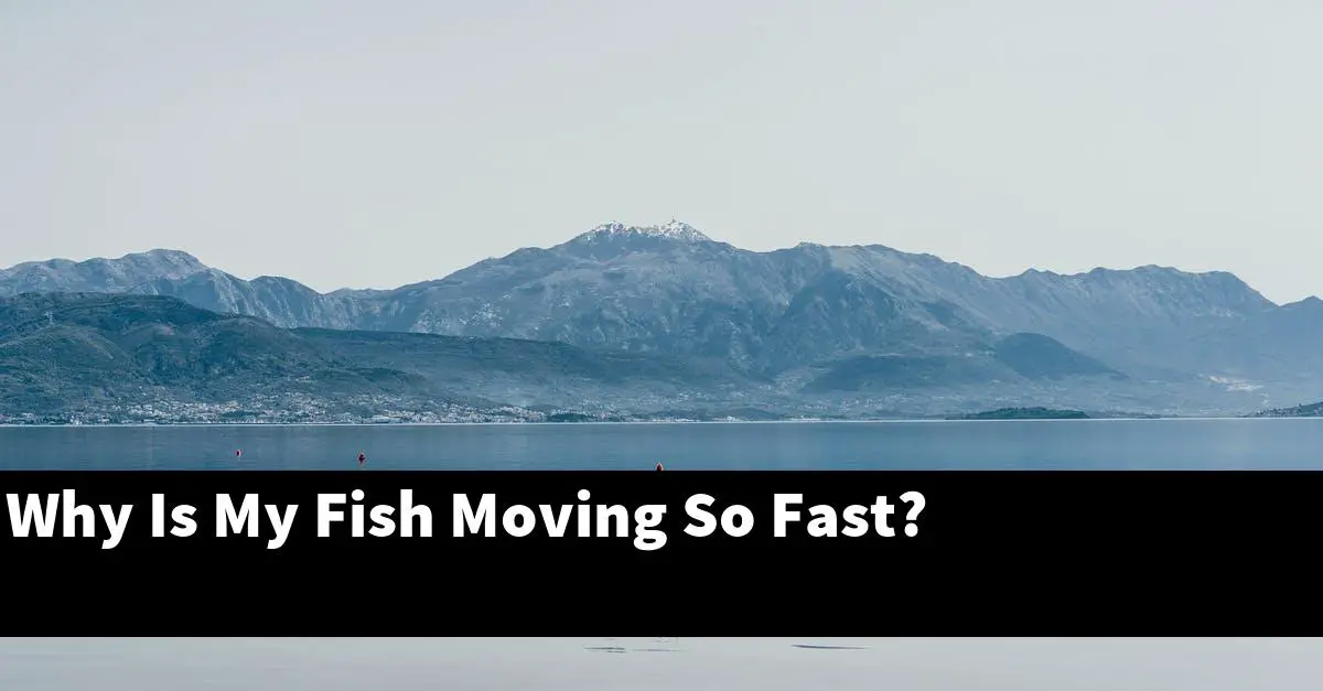 Why Is My Fish Moving So Fast?