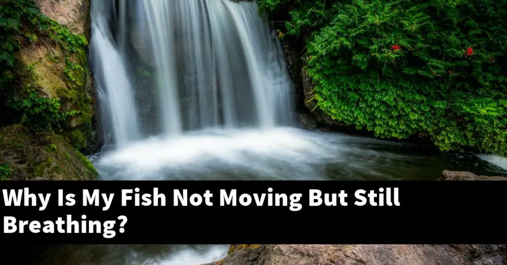 Why Is My Fish Not Moving But Still Breathing? [2024 Guide] Gold Koi Fish