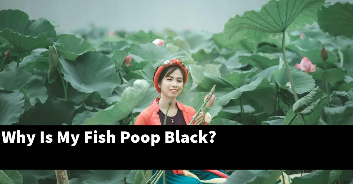 Why Is My Fish Poop Black?