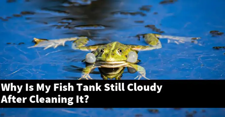 why-is-my-fish-tank-still-cloudy-after-cleaning-it-2023-guide-gold