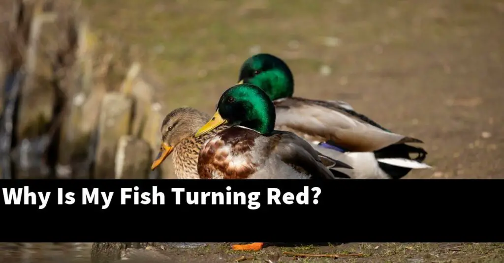 Why Is My Fish Turning Red? [2024 Guide] Gold Koi Fish
