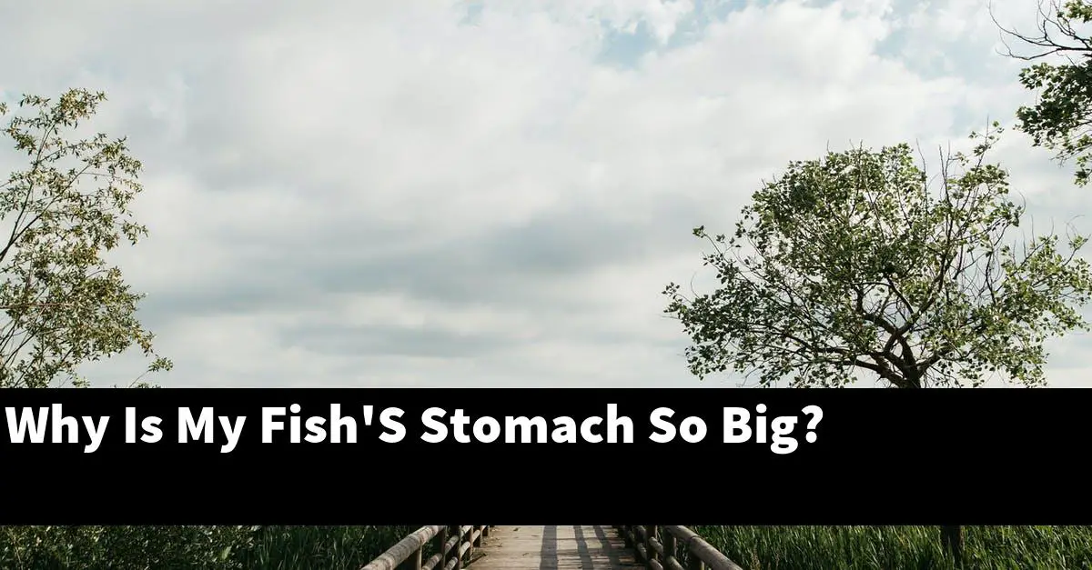 Why Is My Fish'S Stomach So Big?