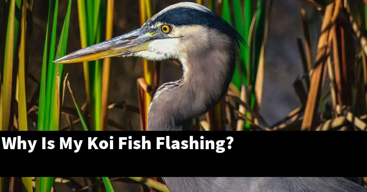 Why Is My Koi Fish Flashing?