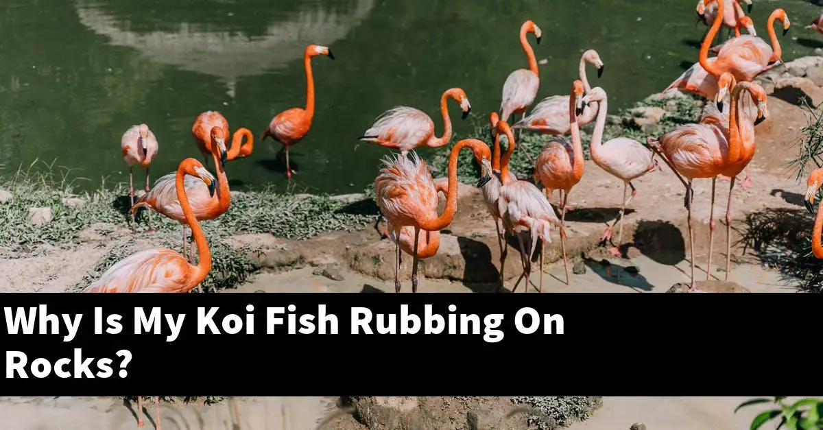 Why Is My Koi Fish Rubbing On Rocks?