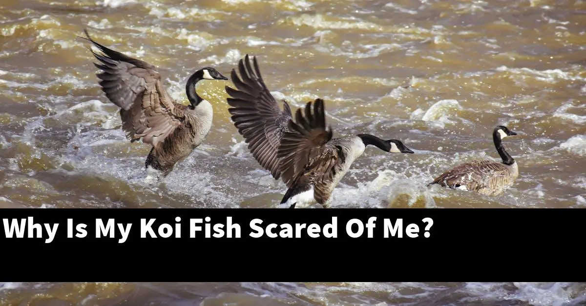Why Is My Koi Fish Scared Of Me?