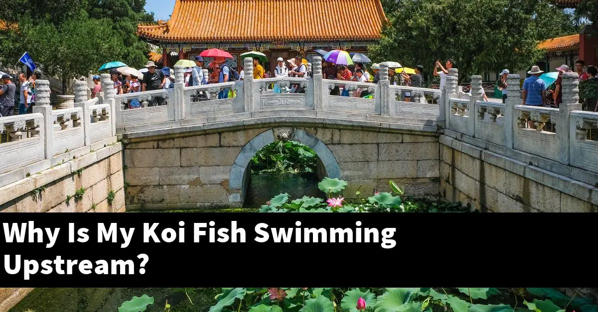 Why Is My Koi Fish Swimming Upstream?
