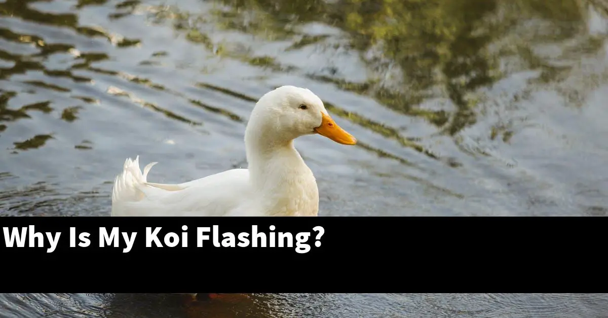 Why Is My Koi Flashing?