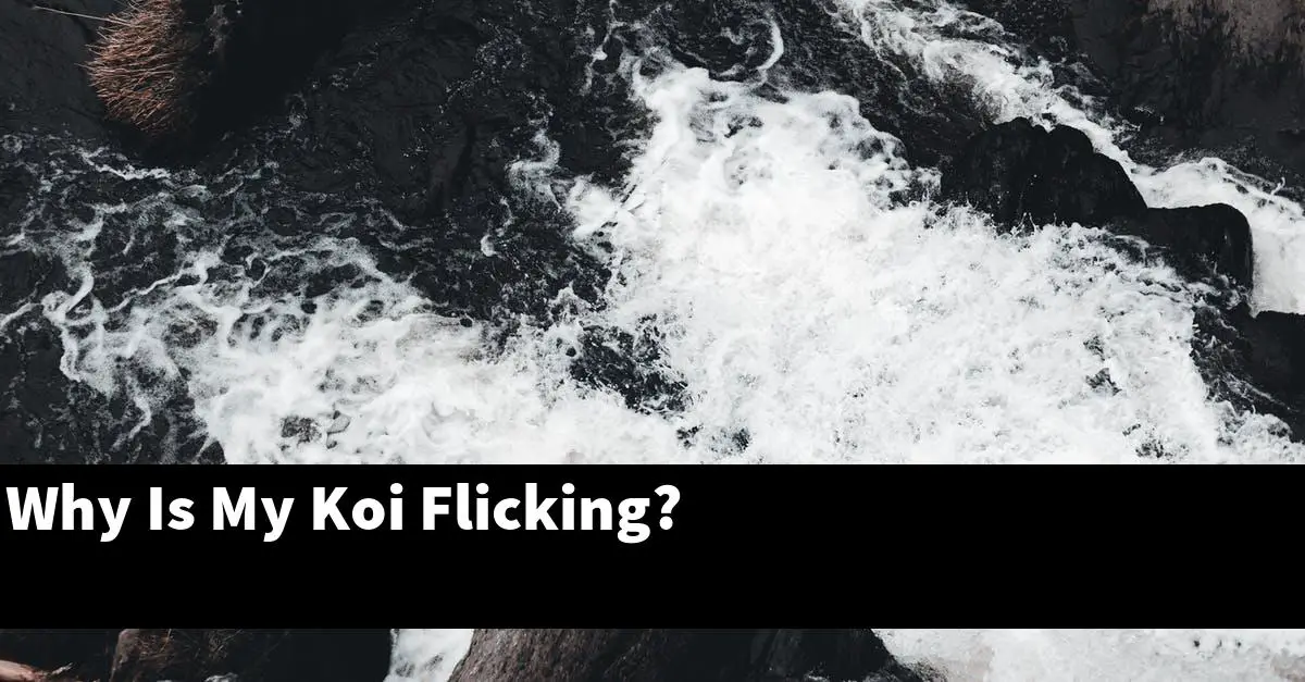 Why Is My Koi Flicking?