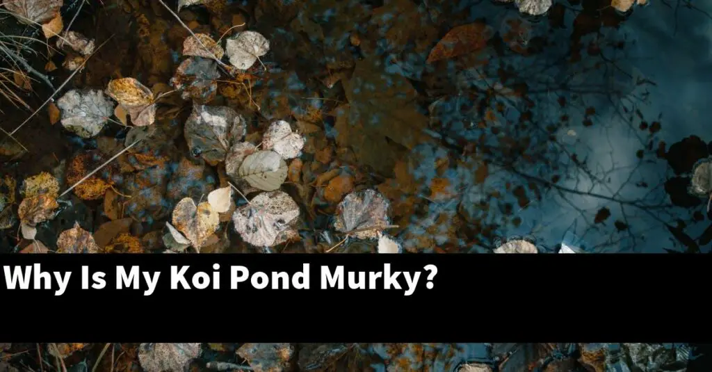 Why Is My Koi Pond Murky? [2024 Guide] Gold Koi Fish