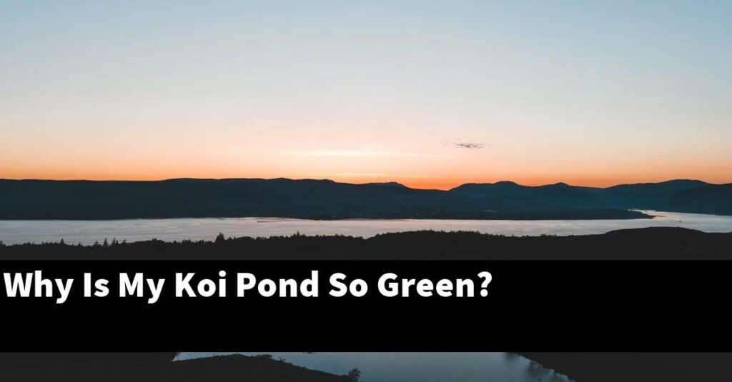 Why Is My Koi Pond So Green? [2024 Guide] Gold Koi Fish