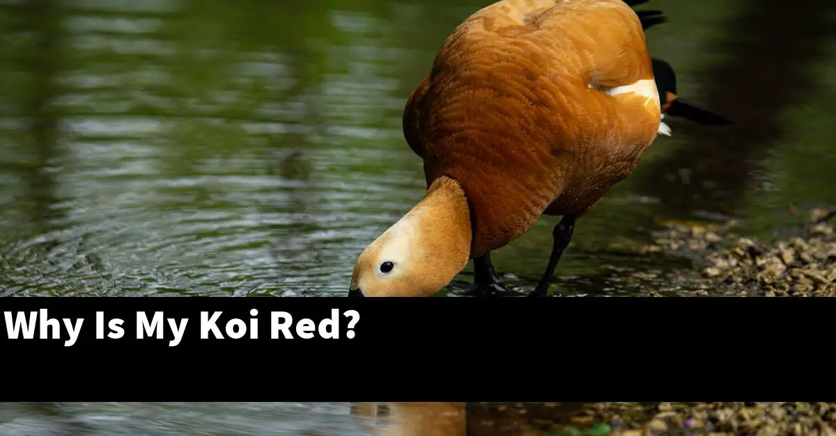 Why Is My Koi Red?