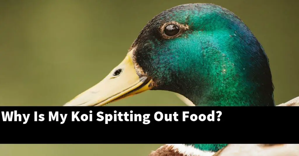 Why Is My Koi Spitting Out Food? [2024 Guide] Gold Koi Fish