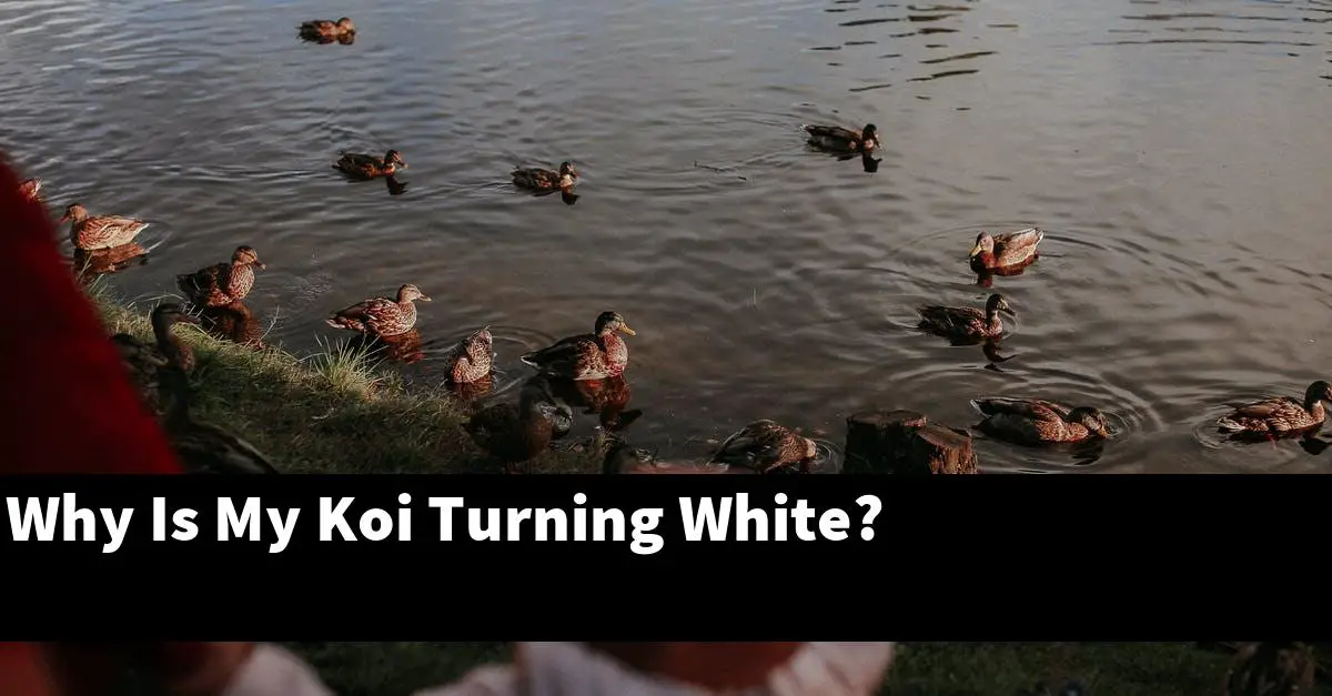 Why Is My Koi Turning White?