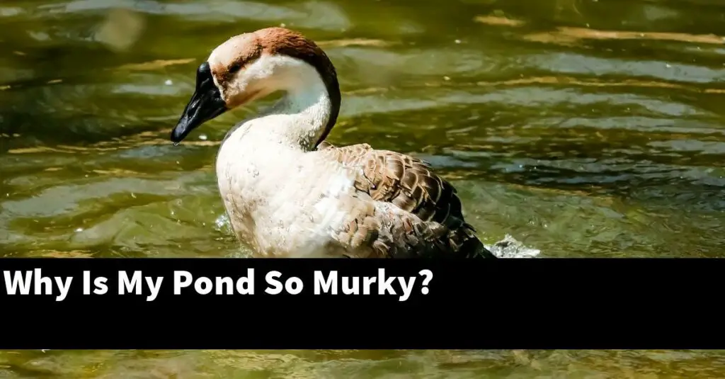 Why Is My Pond So Murky? [2024 Guide] Gold Koi Fish
