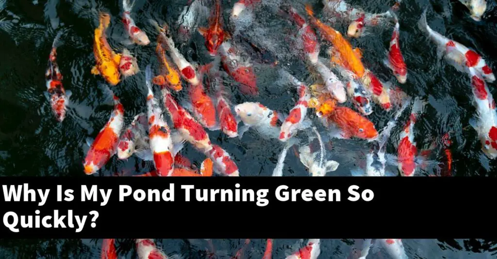 Why Is My Pond Turning Green So Quickly? [2024 Guide] Gold Koi Fish