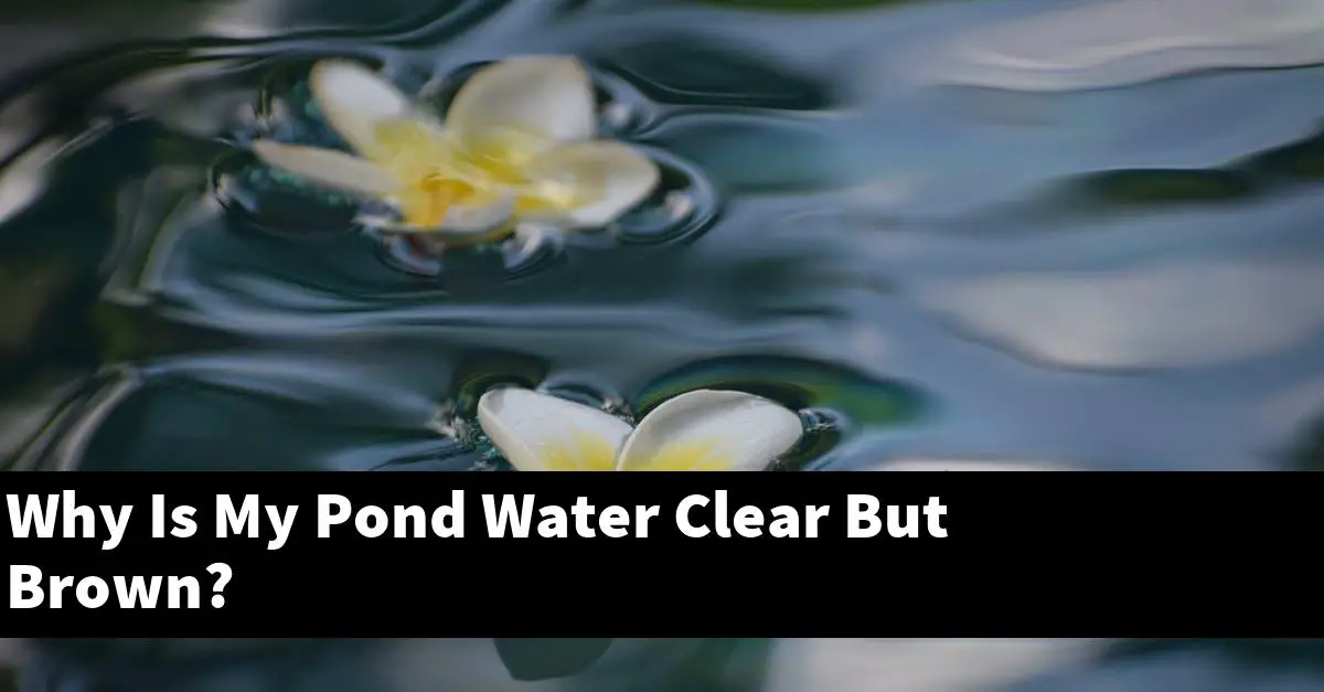 Why Is My Pond Water Clear But Brown?