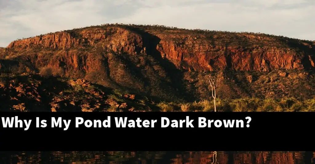 Why Is My Pond Water Dark Brown? [2024 Guide] Gold Koi Fish