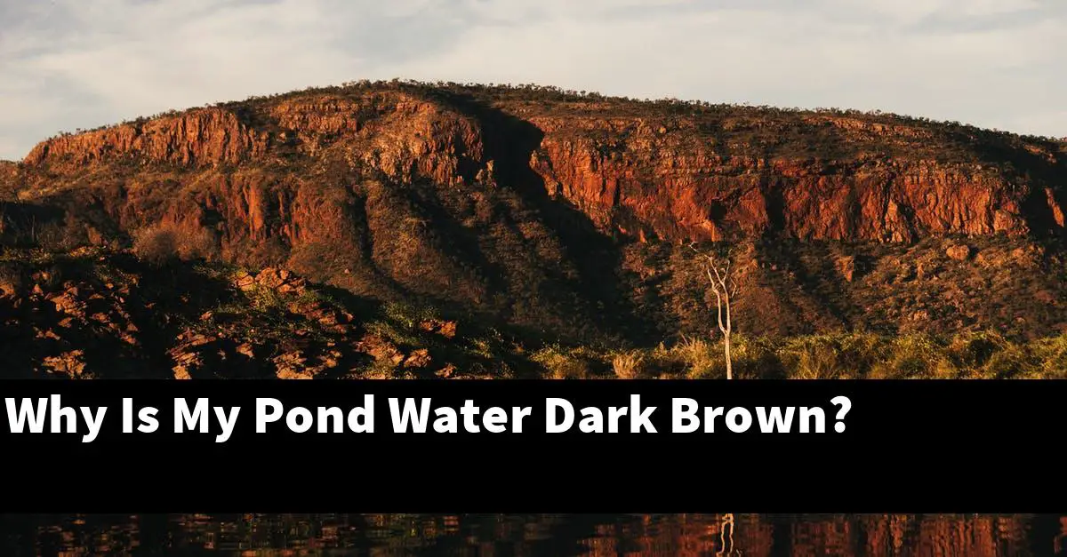 Why Is My Pond Water Dark Brown?