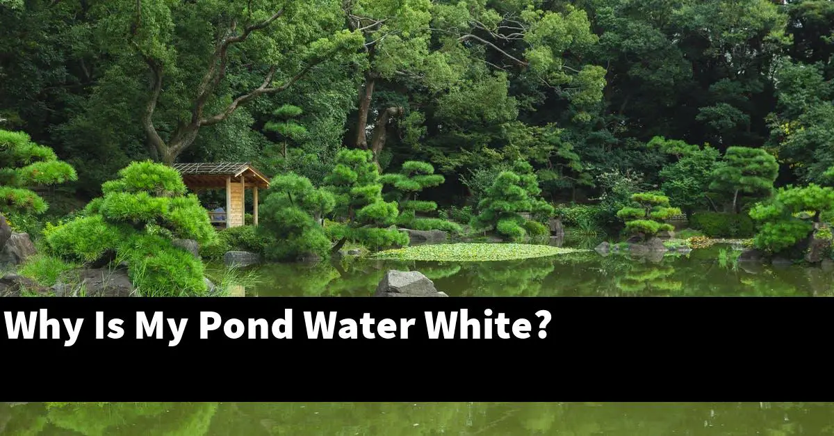 Why Is My Pond Water White?