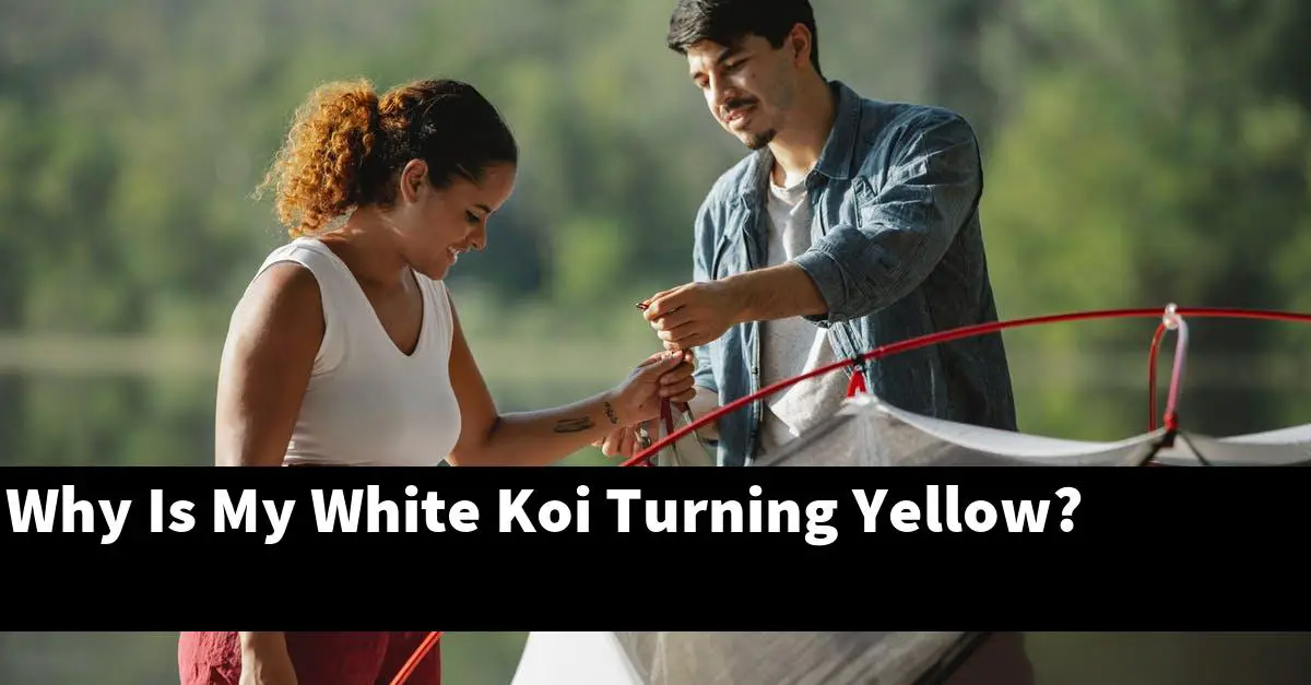 Why Is My White Koi Turning Yellow?
