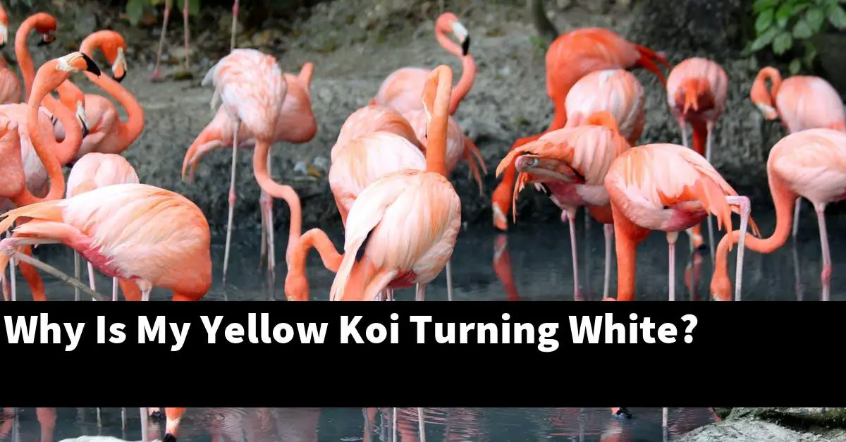 Why Is My Yellow Koi Turning White?