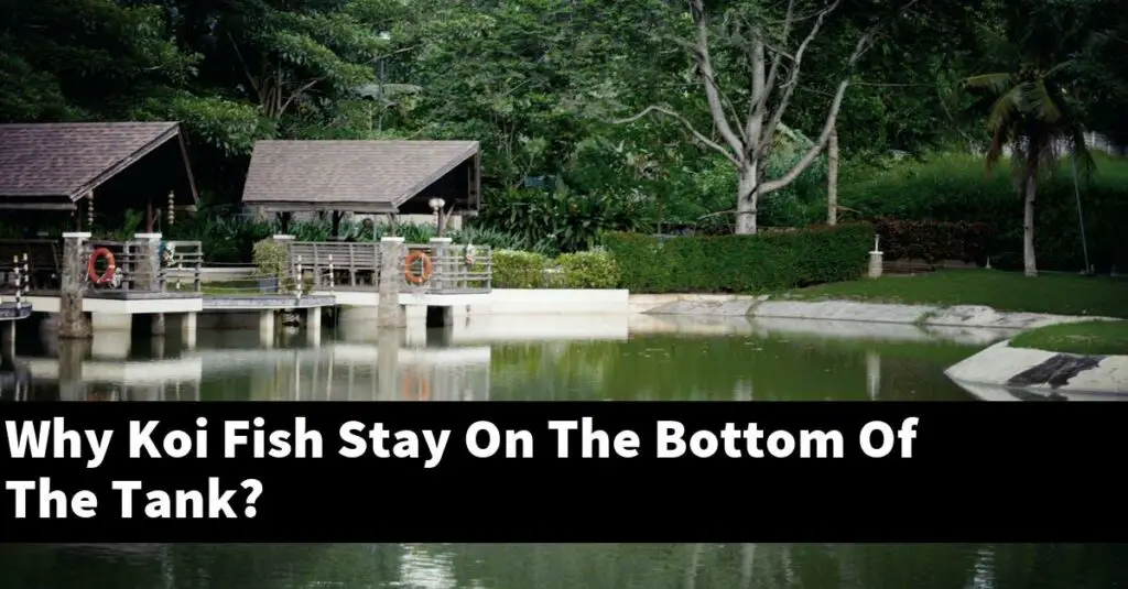 Why Koi Fish Stay On The Bottom Of The Tank? [2025 Guide] Gold Koi Fish