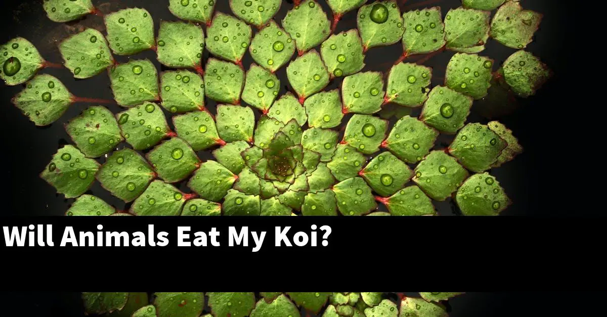 Will Animals Eat My Koi?