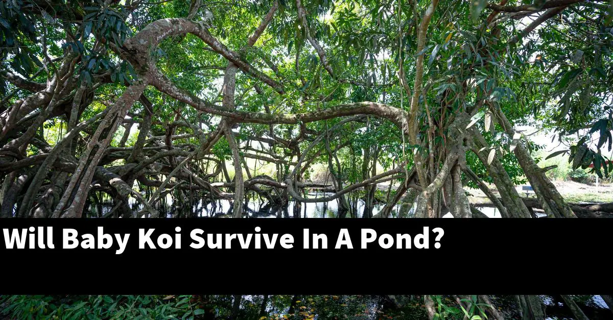 Will Baby Koi Survive In A Pond?