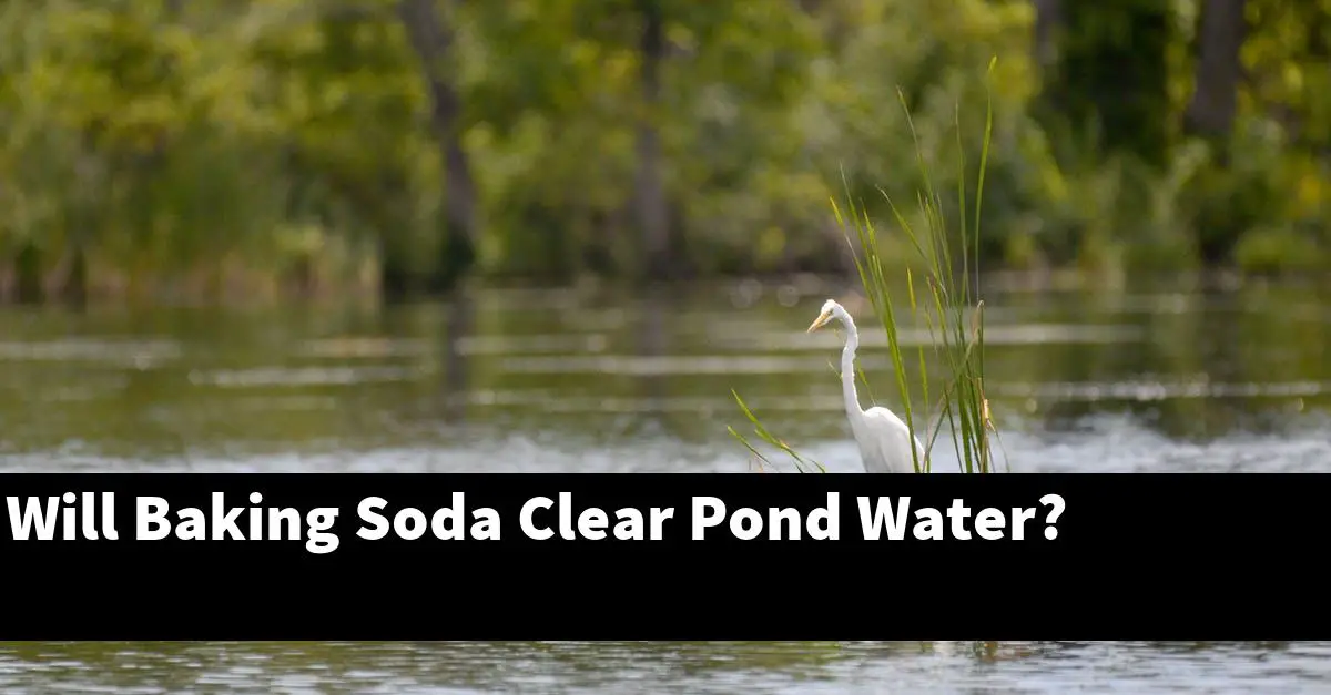Will Baking Soda Clear Pond Water?