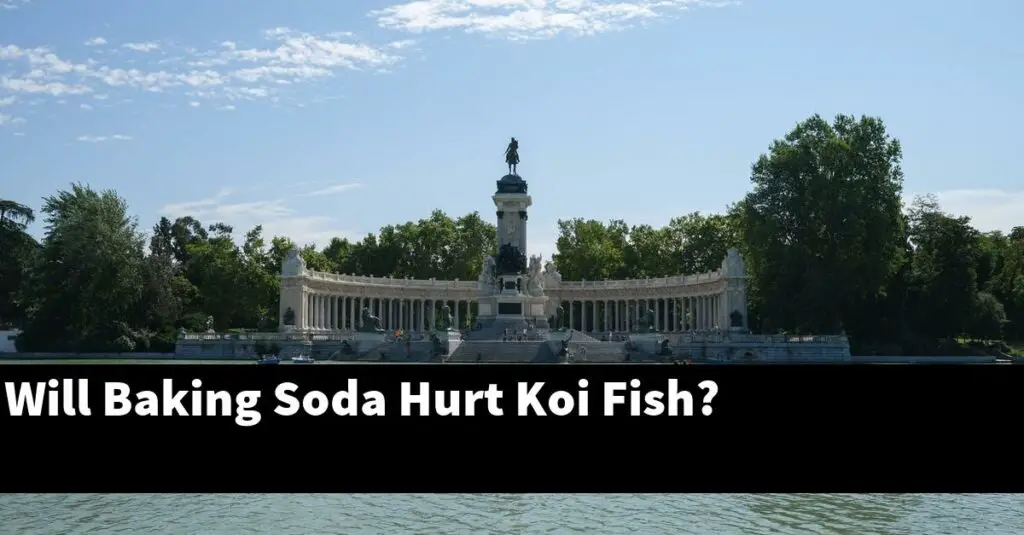 Will Baking Soda Hurt Koi Fish? [2024 Guide] Gold Koi Fish