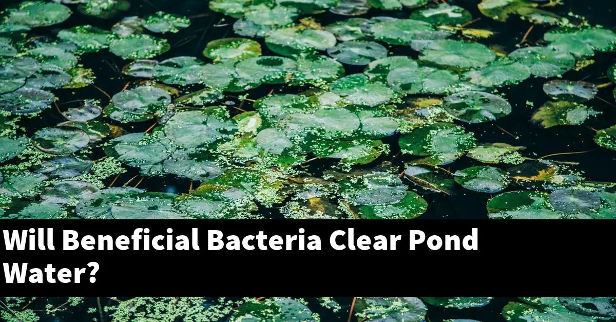 Will Beneficial Bacteria Clear Pond Water?