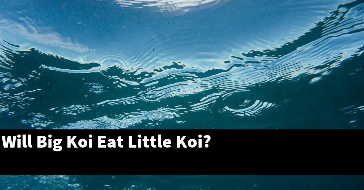 Will Big Koi Eat Little Koi?