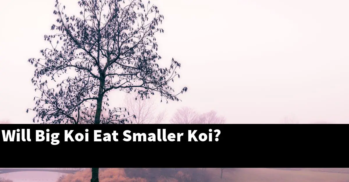 Will Big Koi Eat Smaller Koi?