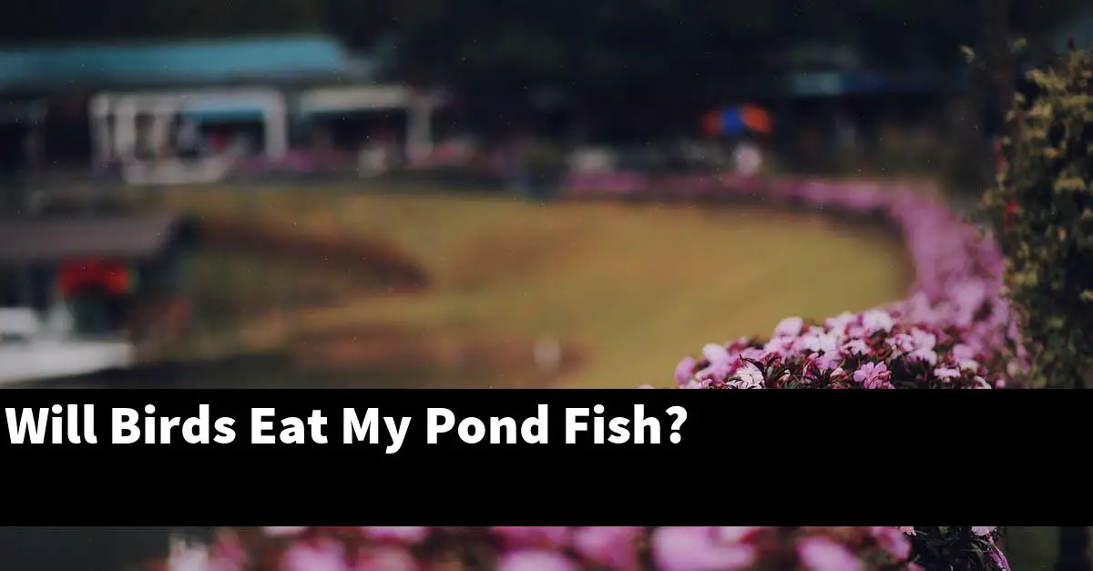 Will Birds Eat My Pond Fish?