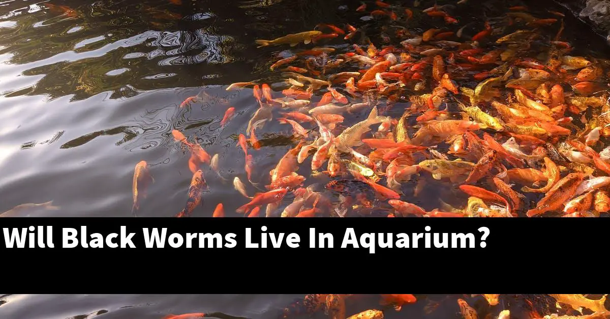 Will Black Worms Live In Aquarium?