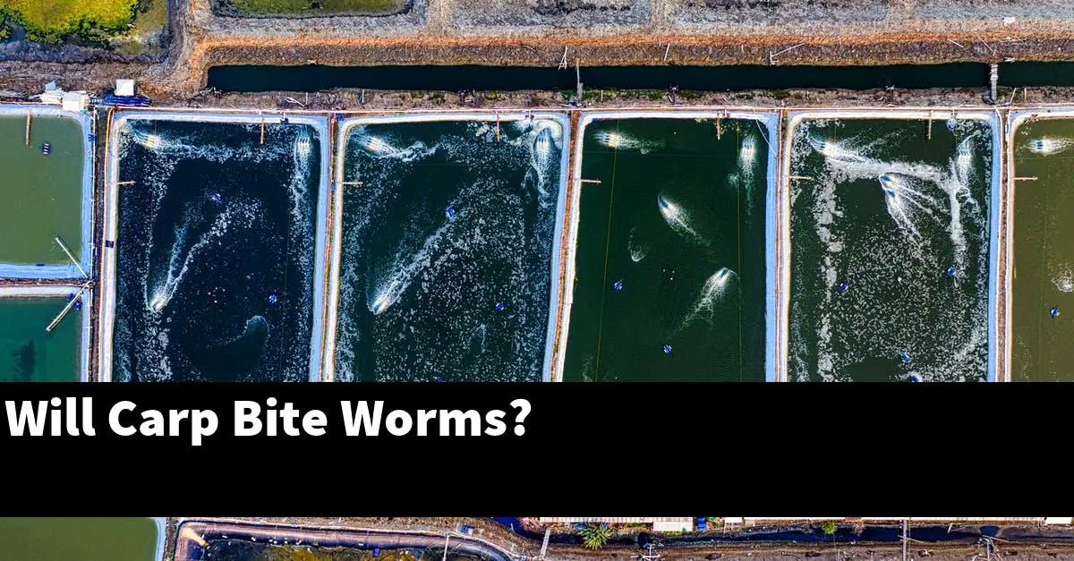 Will Carp Bite Worms?