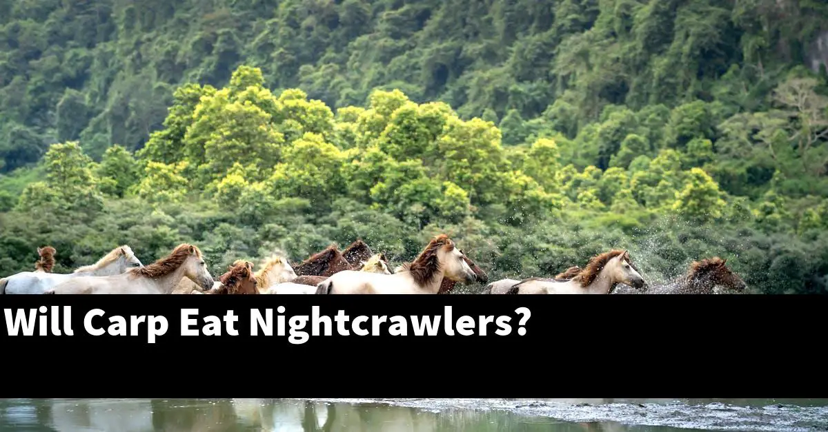 Will Carp Eat Nightcrawlers?