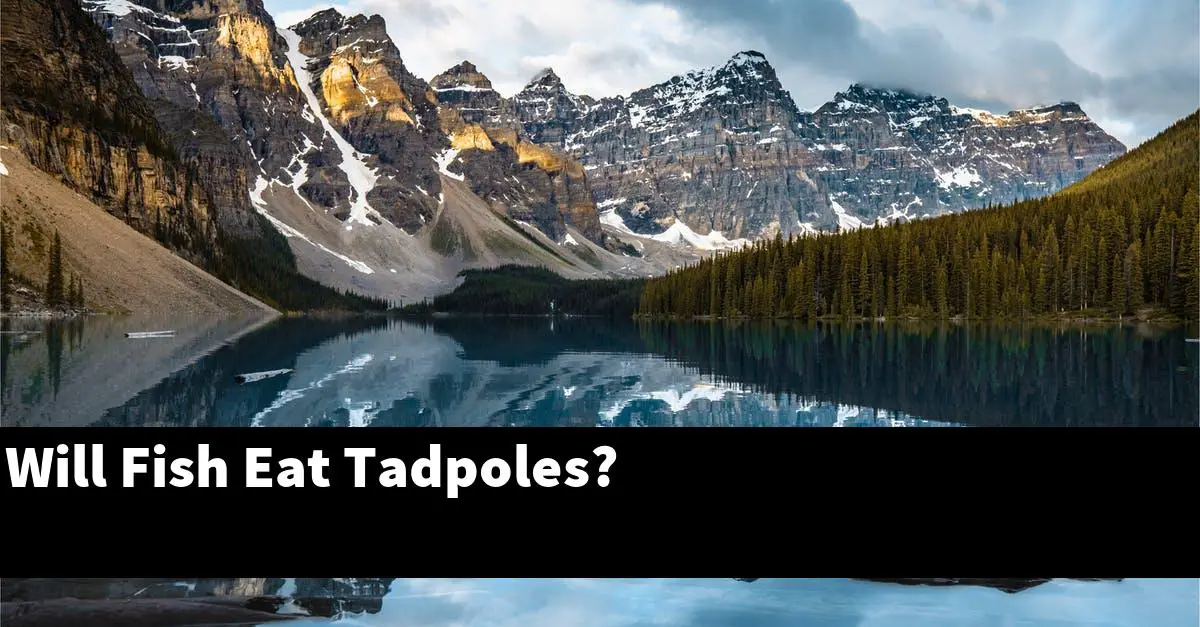Will Fish Eat Tadpoles?