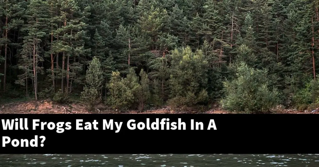 Will Frogs Eat My Goldfish In A Pond? [2024 Guide] Gold Koi Fish