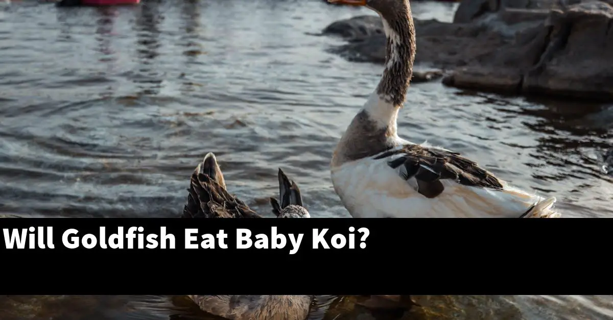 Will Goldfish Eat Baby Koi?