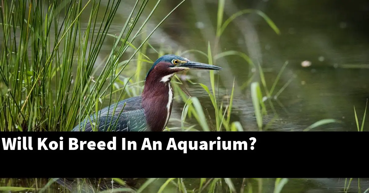 Will Koi Breed In An Aquarium?