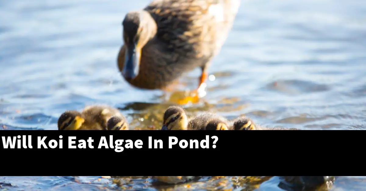 Will Koi Eat Algae In Pond?