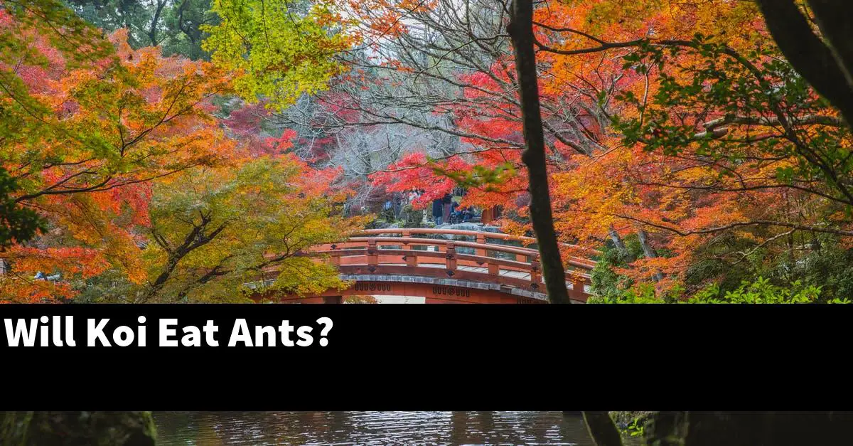 Will Koi Eat Ants?